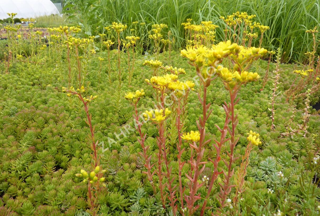 Rozchodník - Sedum montanum