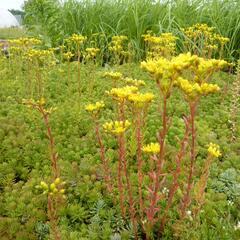 Rozchodník - Sedum montanum
