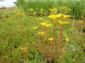 Rozchodník - Sedum montanum
