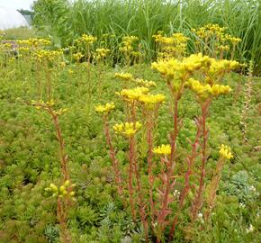 Rozchodník - Sedum montanum