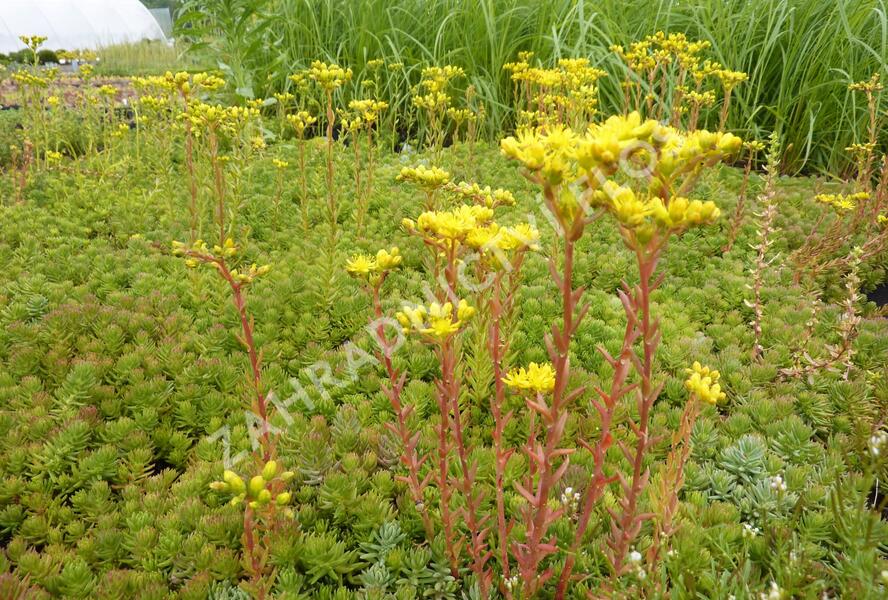 Rozchodník - Sedum montanum