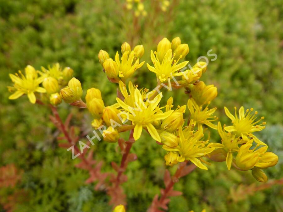 Rozchodník - Sedum montanum