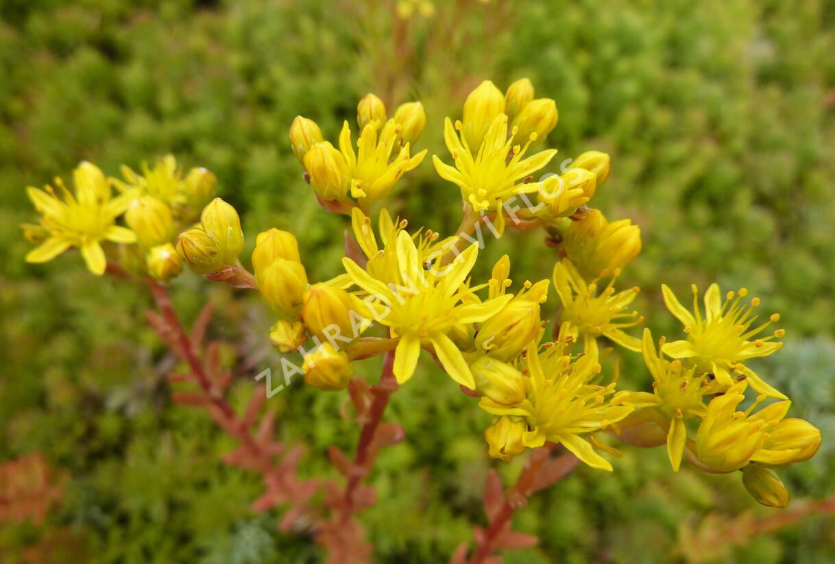 Rozchodník - Sedum montanum