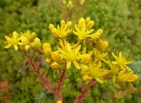 Rozchodník - Sedum montanum