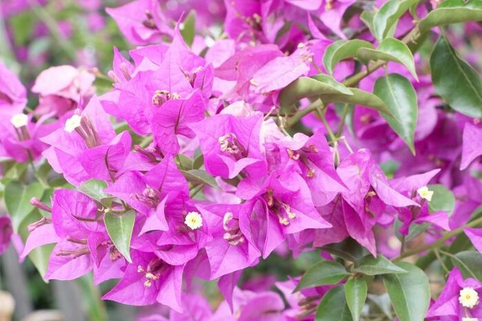 Bugenvilea lysá - Bougainvillea glabra