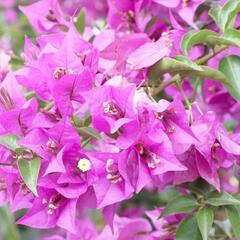 Bugenvilea lysá - Bougainvillea glabra