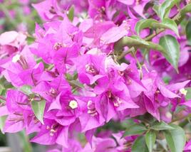 Bugenvilea lysá