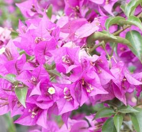 Bugenvilea lysá - Bougainvillea glabra