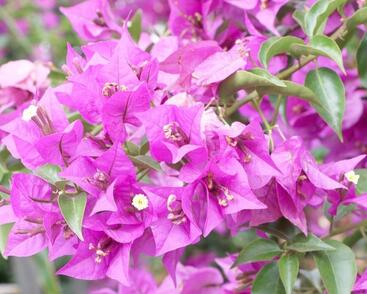 Bugenvilea lysá