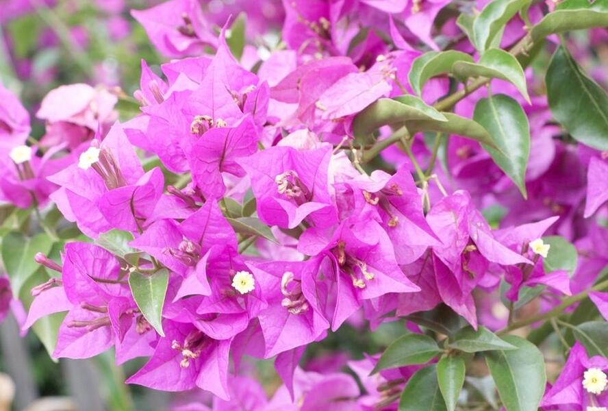 Bugenvilea lysá - Bougainvillea glabra
