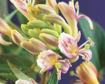 Zimolez Henryův 'Copper Beauty'