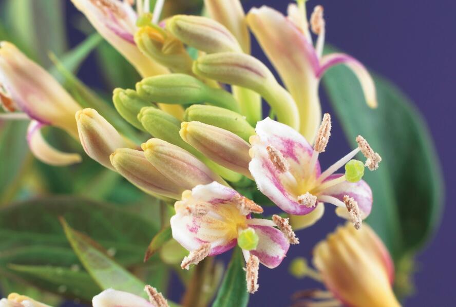 Zimolez Henryův 'Copper Beauty' - Lonicera henryi 'Copper Beauty'