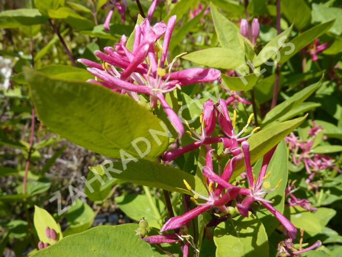 Zimolez tatarský 'Hack's Red' - Lonicera tatarica 'Hack's Red'