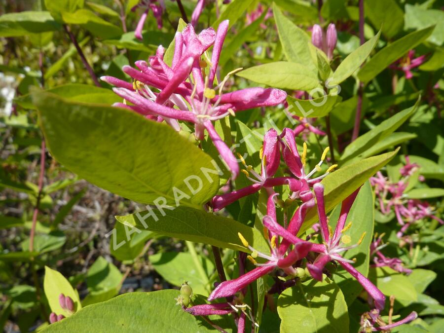 Zimolez tatarský 'Hack's Red' - Lonicera tatarica 'Hack's Red'