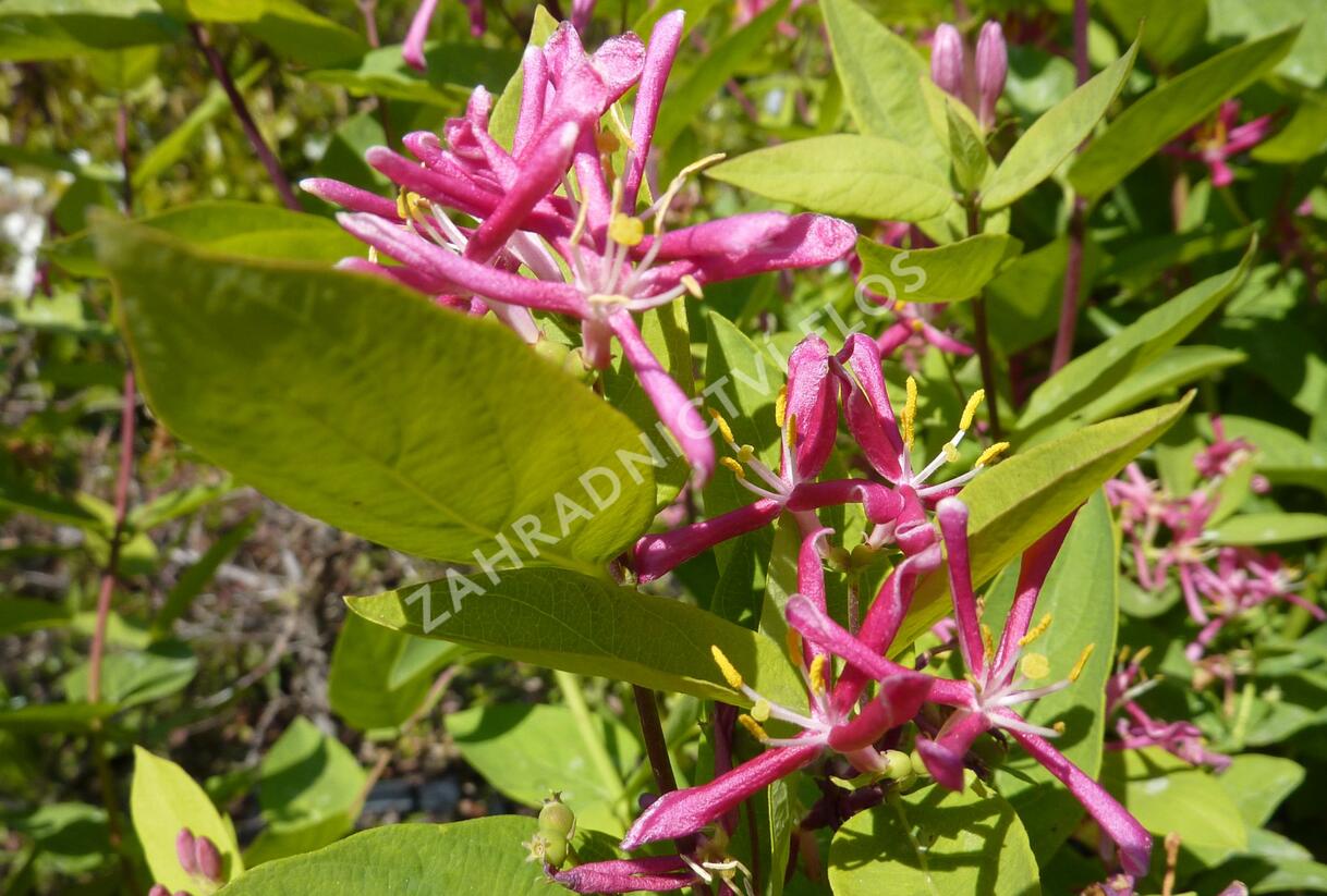 Zimolez tatarský 'Hack's Red' - Lonicera tatarica 'Hack's Red'