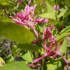 Zimolez tatarský 'Hack's Red' - Lonicera tatarica 'Hack's Red'