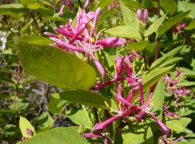 Zimolez tatarský 'Hack's Red' - Lonicera tatarica 'Hack's Red'