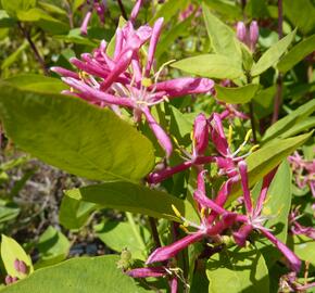 Zimolez tatarský 'Hack's Red' - Lonicera tatarica 'Hack's Red'