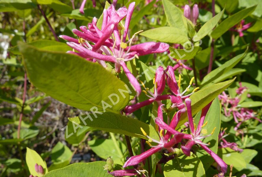Zimolez tatarský 'Hack's Red' - Lonicera tatarica 'Hack's Red'