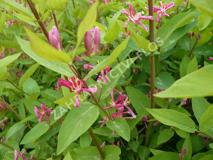 Zimolez tatarský 'Hack's Red' - Lonicera tatarica 'Hack's Red'
