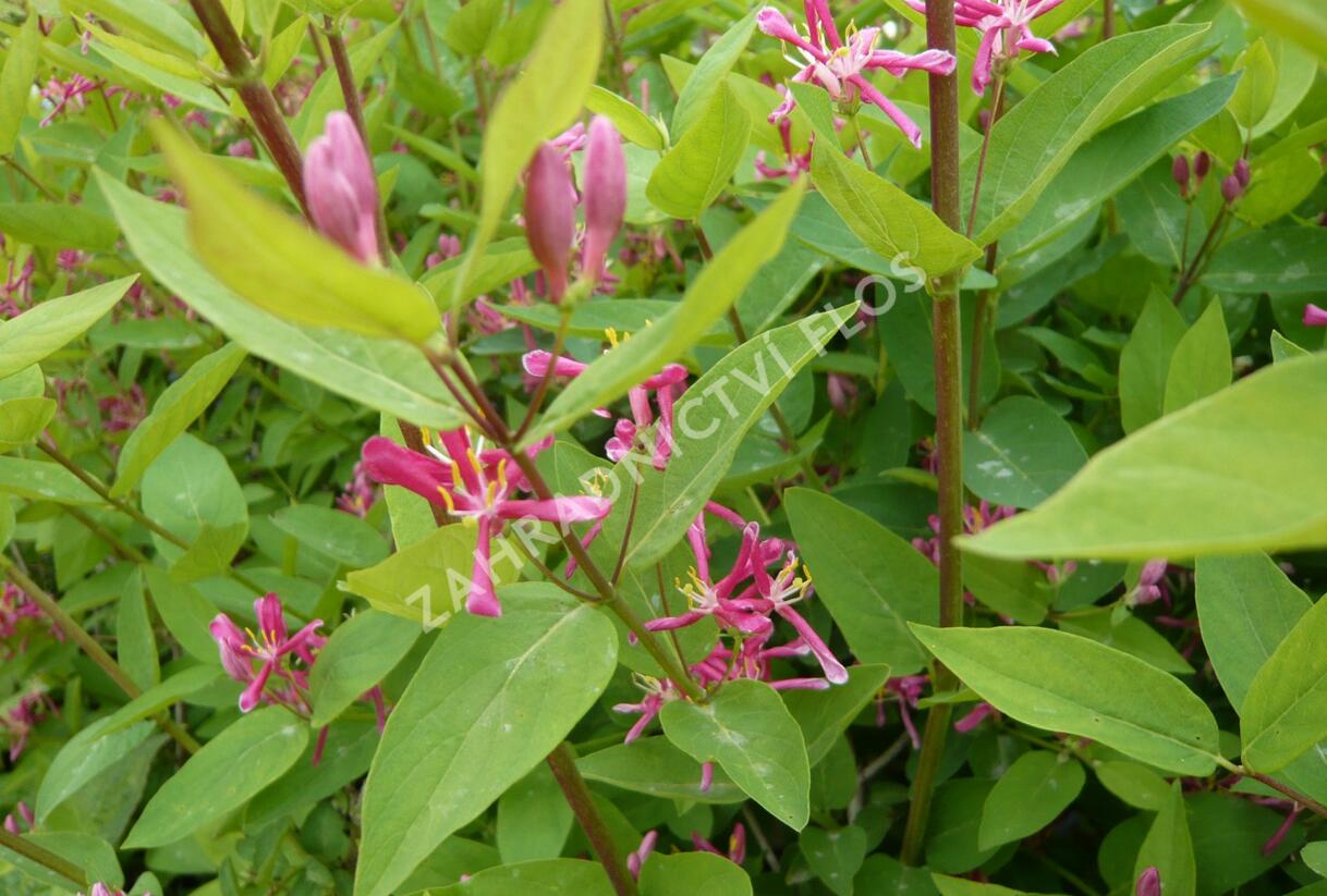 Zimolez tatarský 'Hack's Red' - Lonicera tatarica 'Hack's Red'