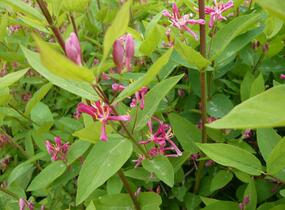 Zimolez tatarský 'Hack's Red' - Lonicera tatarica 'Hack's Red'