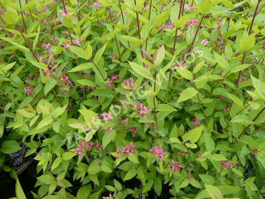 Zimolez tatarský 'Hack's Red' - Lonicera tatarica 'Hack's Red'