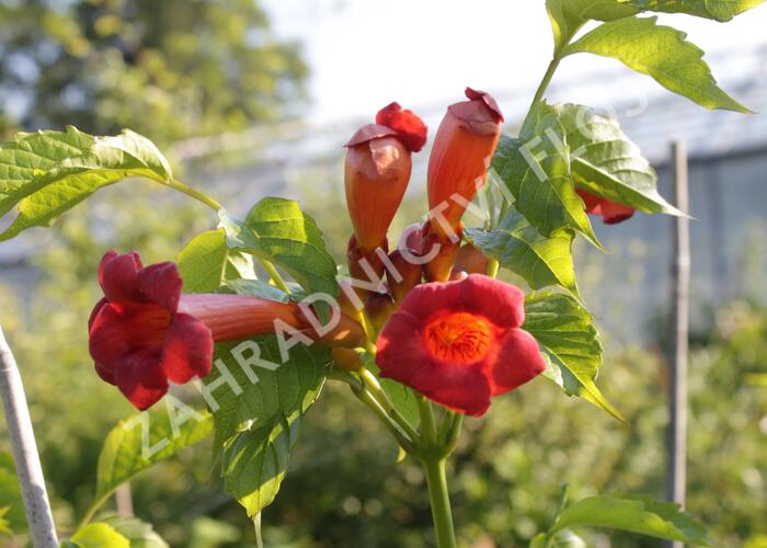 Trubač křížený 'Madame Galen' - Campsis tagliabuana 'Madame Galen'