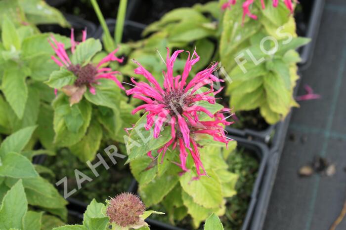 Zavinutka podvojná 'Croftway Pink' - Monarda didyma 'Croftway Pink'