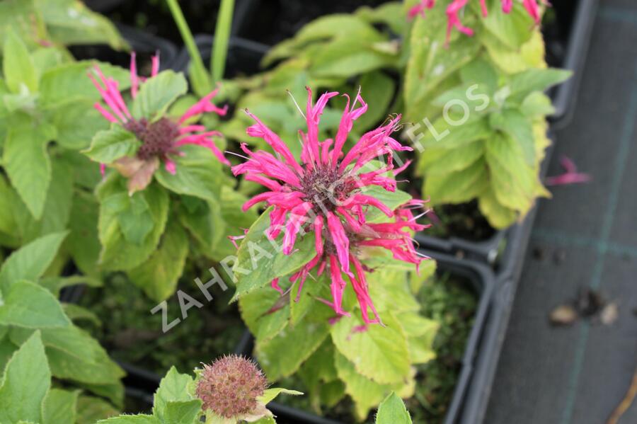 Zavinutka podvojná 'Croftway Pink' - Monarda didyma 'Croftway Pink'