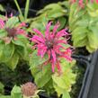 Zavinutka podvojná 'Croftway Pink' - Monarda didyma 'Croftway Pink'