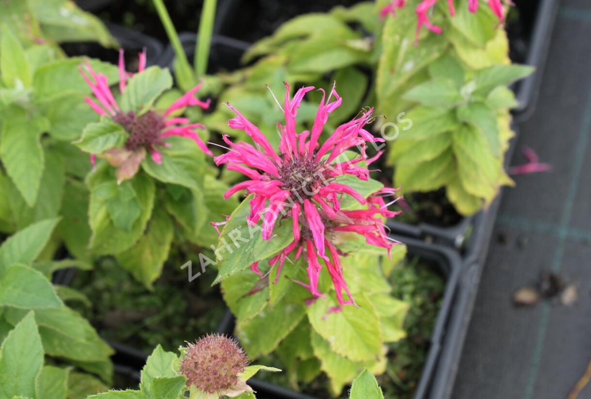 Zavinutka podvojná 'Croftway Pink' - Monarda didyma 'Croftway Pink'