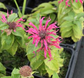 Zavinutka podvojná 'Croftway Pink' - Monarda didyma 'Croftway Pink'