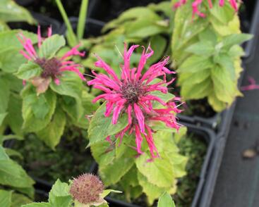 Zavinutka podvojná 'Croftway Pink'