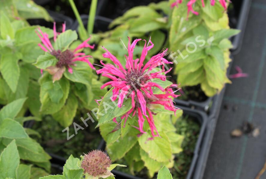Zavinutka podvojná 'Croftway Pink' - Monarda didyma 'Croftway Pink'