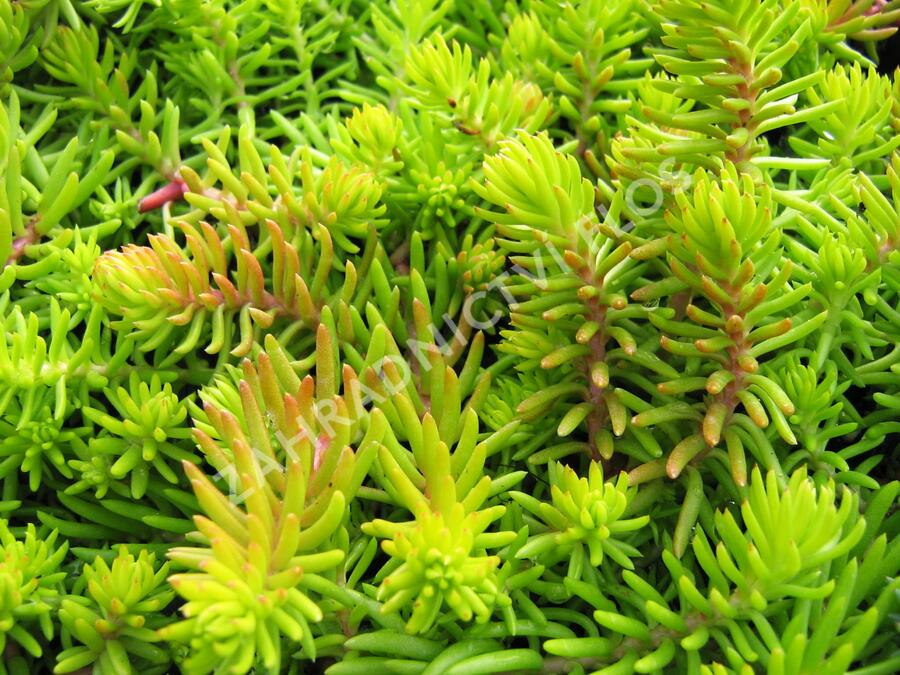 Rozchodník 'Winter Lemon' - Sedum hybridum 'Winter Lemon'