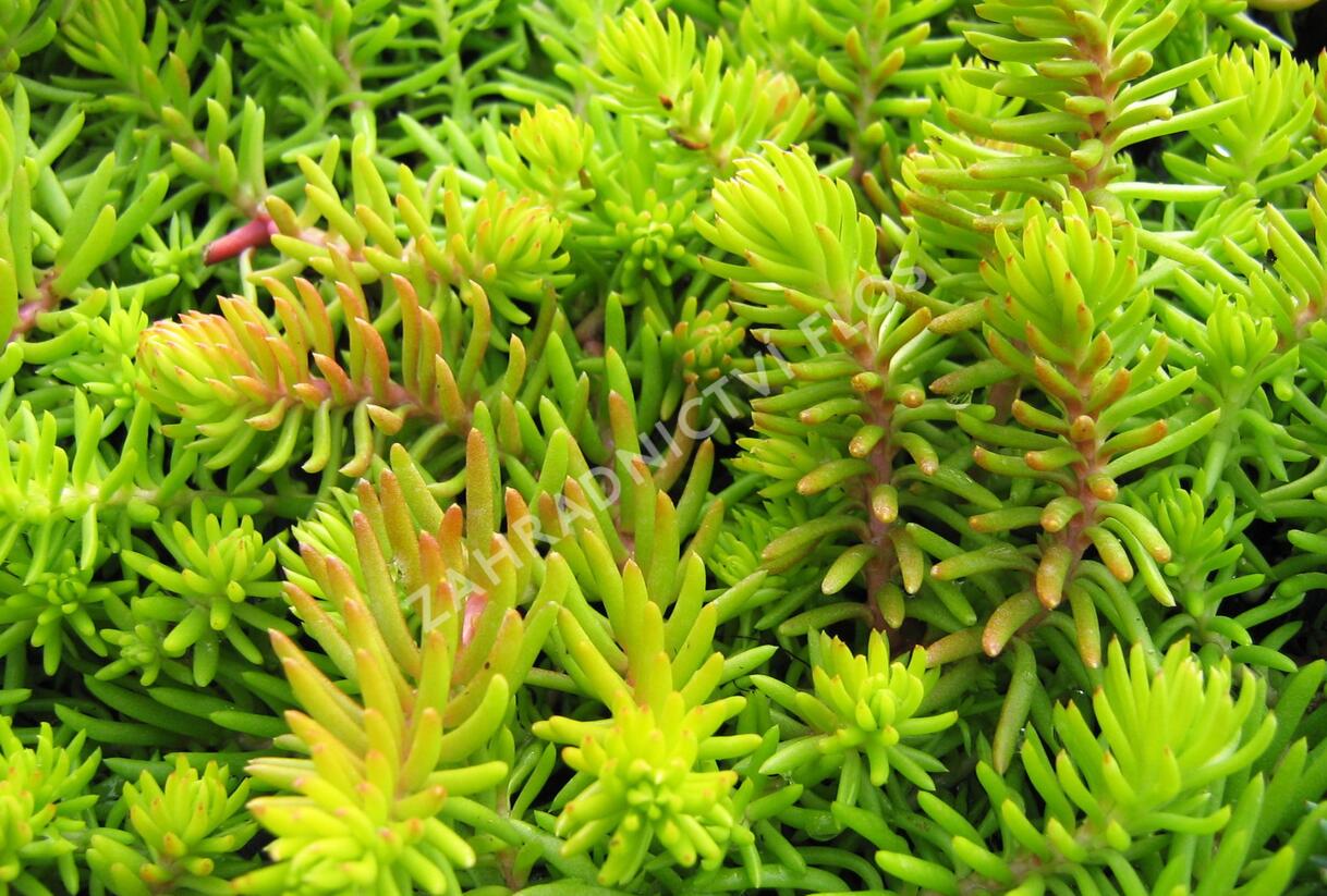 Rozchodník 'Winter Lemon' - Sedum hybridum 'Winter Lemon'