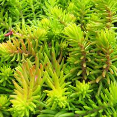 Rozchodník 'Winter Lemon' - Sedum hybridum 'Winter Lemon'
