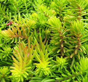 Rozchodník 'Winter Lemon' - Sedum hybridum 'Winter Lemon'