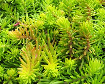 Rozchodník 'Winter Lemon'