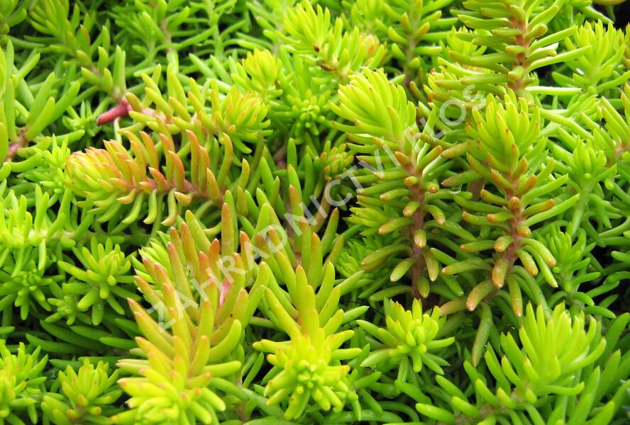 Rozchodník 'Winter Lemon' - Sedum hybridum 'Winter Lemon'