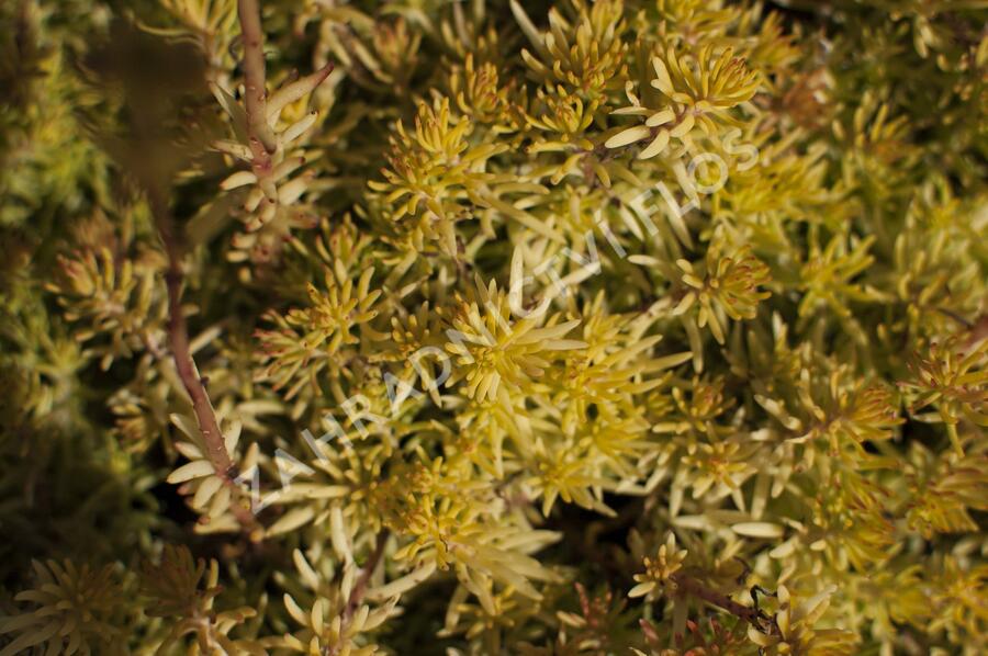 Rozchodník 'Winter Lemon' - Sedum hybridum 'Winter Lemon'