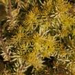 Rozchodník 'Winter Lemon' - Sedum hybridum 'Winter Lemon'