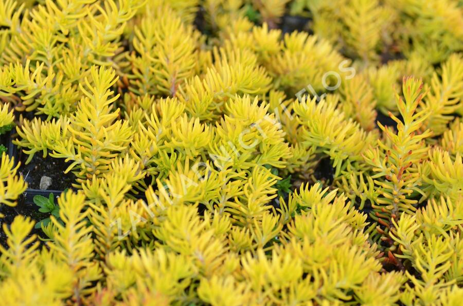 Rozchodník 'Winter Lemon' - Sedum hybridum 'Winter Lemon'