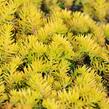 Rozchodník 'Winter Lemon' - Sedum hybridum 'Winter Lemon'