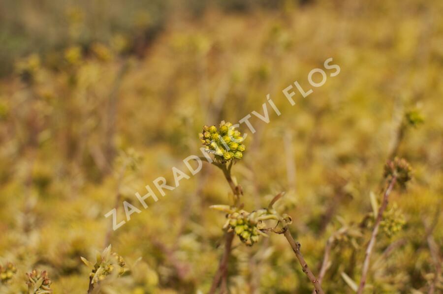 Rozchodník 'Winter Lemon' - Sedum hybridum 'Winter Lemon'
