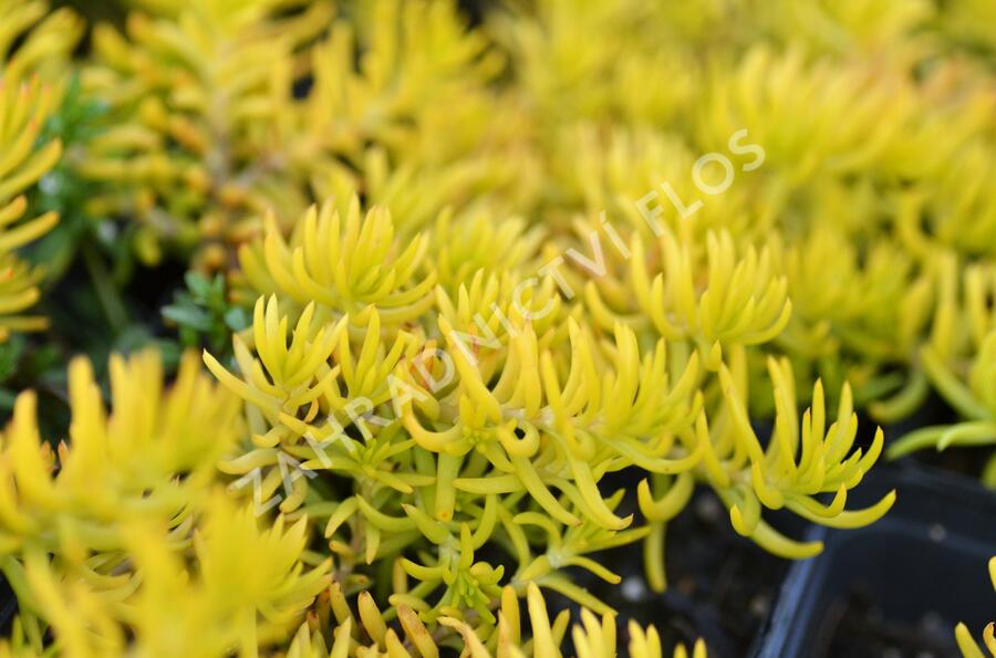 Rozchodník 'Winter Lemon' - Sedum hybridum 'Winter Lemon'
