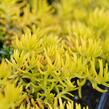 Rozchodník 'Winter Lemon' - Sedum hybridum 'Winter Lemon'