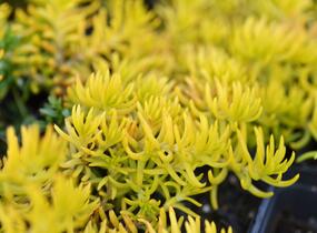 Rozchodník 'Winter Lemon' - Sedum hybridum 'Winter Lemon'