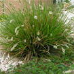 Pěchava podzimní - Sesleria autumnalis